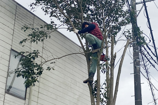 伐採・草刈りの高橋工務店_伐採・伐根