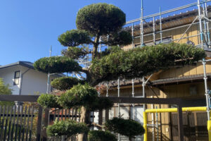 伐採・草刈りの高橋工務店_市原・紅葉とマキの剪定（作業後）