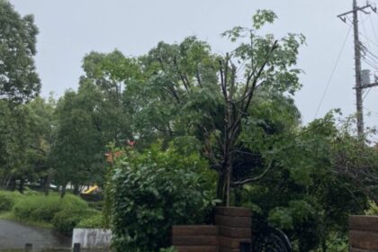 千葉県・千葉市若葉区・個人・草刈り・伐採・剪定（作業後）